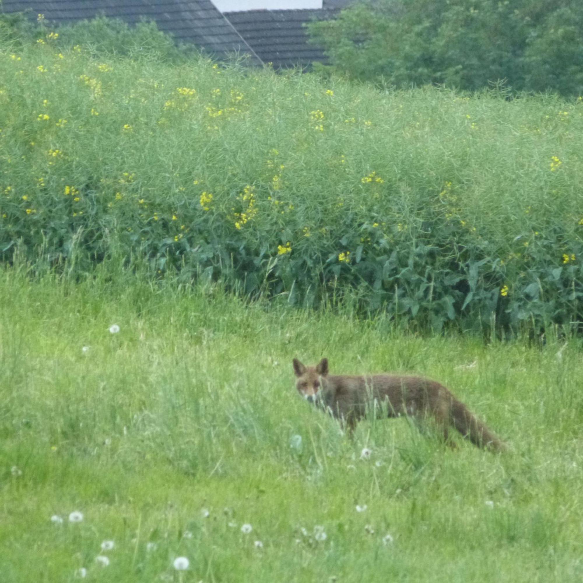 Villa Mosel Morbach Eksteriør bilde